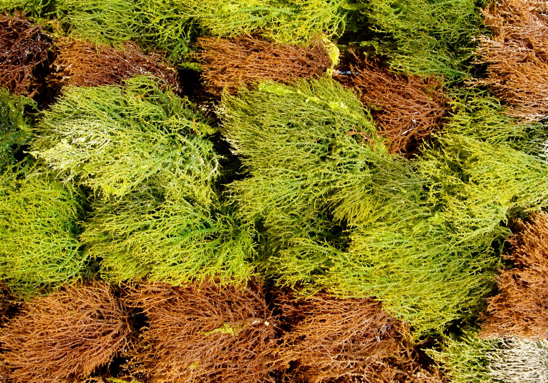 Seaweed is drying,Kiwengwa beack,Zanzibar,Tanzania