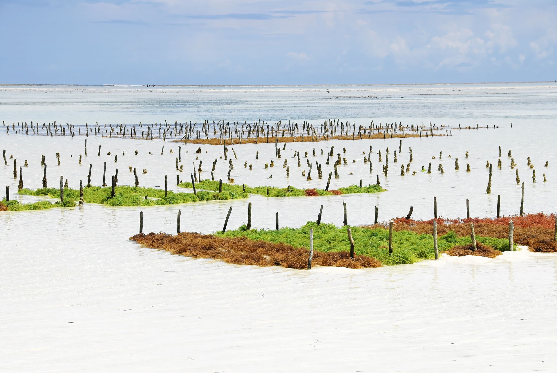 Seaweed farm, Kiwengwa beach, Zanzibar