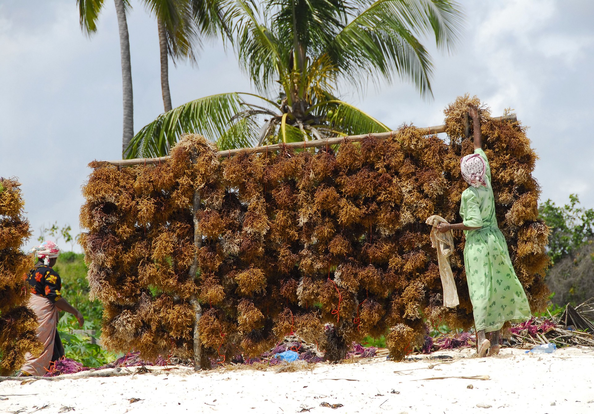 Seaweed is hung to dry on the beach,Zanzibar